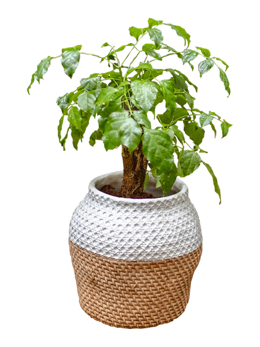 Potted Plant Set Pot Balcony Garden Sundries Ornaments