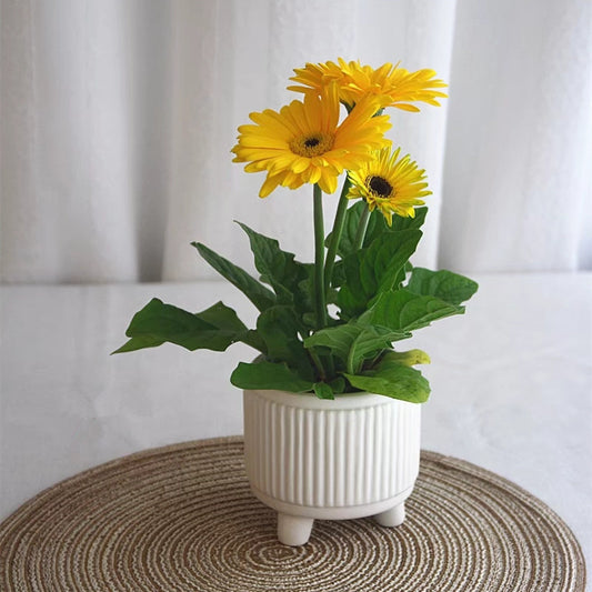 Succulent Pot Ceramic Nordic Style Sun Flower Small Pot