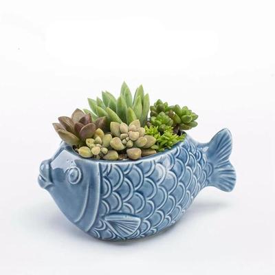 Succulent flower pot