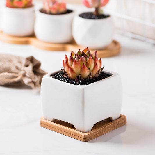 Creative Simple Succulent Plant Pot White Ceramic Pot