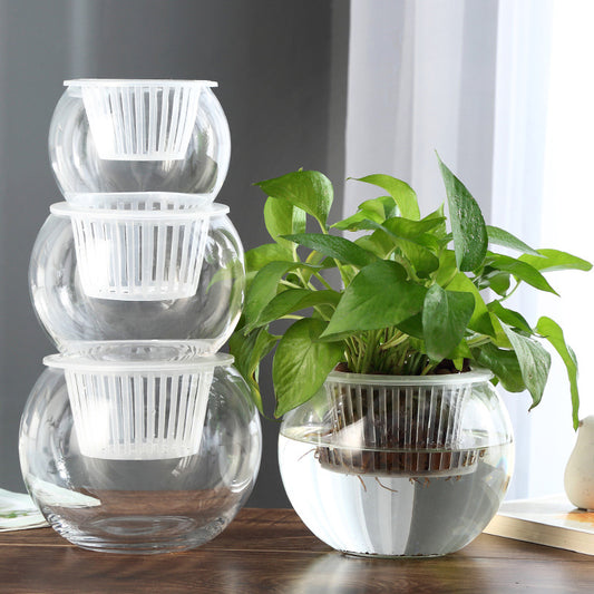 Hydroponic Plant Glass Bottle Transparent Glass Vase